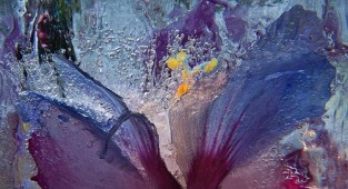 Flowers and ice. Photographer Vasily Cheshenov (29 works)