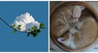 20 примеров безупречной гармонии, превратившейся в искусство (21 фото)