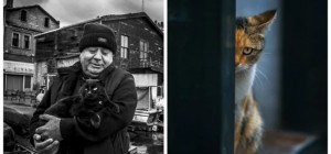 23 крупных плана уличных котов, которые доказывают, что пушистые главные на районе и в жизни (24 фото)