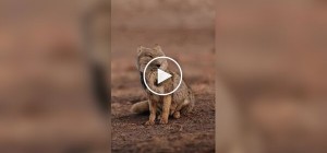 Фотограф заснял редкую тибетскую лису с близкого расстояния