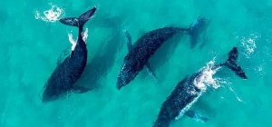 Особливо вразливим – дивитися обов'язково! Чарівна Австралія в об'єктиві дрону