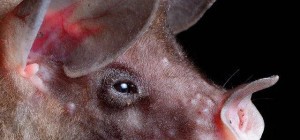 A Gallery of Bat Portraits by a Nicaraguan Biologist (10 photos)