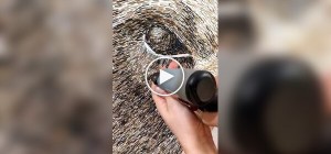 Художник и степлер