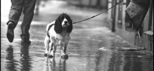 Собачья жизнь. Часть 2 (25 фото)