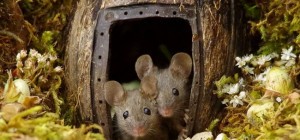 Мышиная деревня британского фотографа Саймона Делла