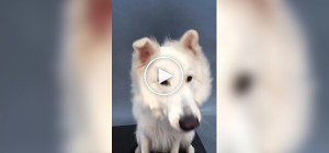 Собаки пытаются поймать лакомство