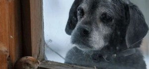 Magical Photos of Abandoned Houses Occupied by Wild Animals (13 photos)