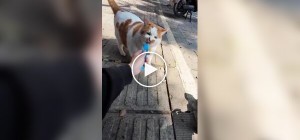 Парень устроил фотосессию уличному коту