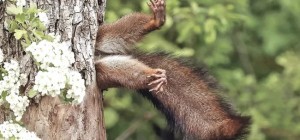 Забавные зверюшки (19 фото)