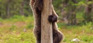 Валттери Мулкахайнен и его медведи. Часть 2 (34 фото)